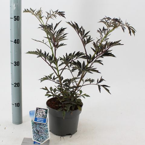 Sambucus nigra BLACK LACE