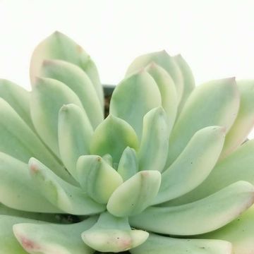 Echeveria 'Minibelle Variegata'