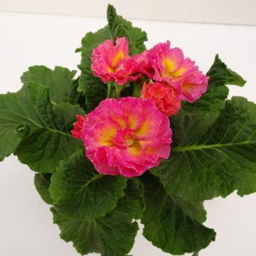 Primula vulgaris MIX