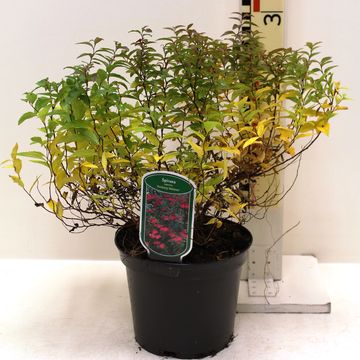 Spiraea japonica 'Anthony Waterer'