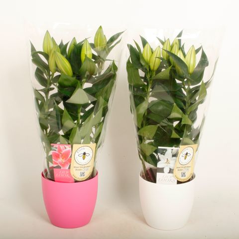 Lilium ORIENTAL HYBRID MIX