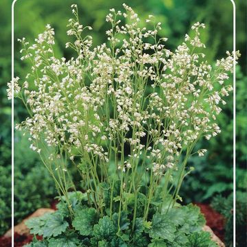 Heuchera sanguinea 'White Cloud'