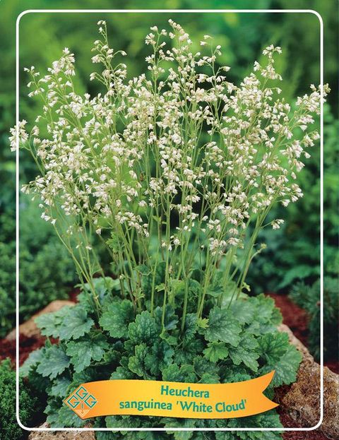 Heuchera sanguinea 'White Cloud'