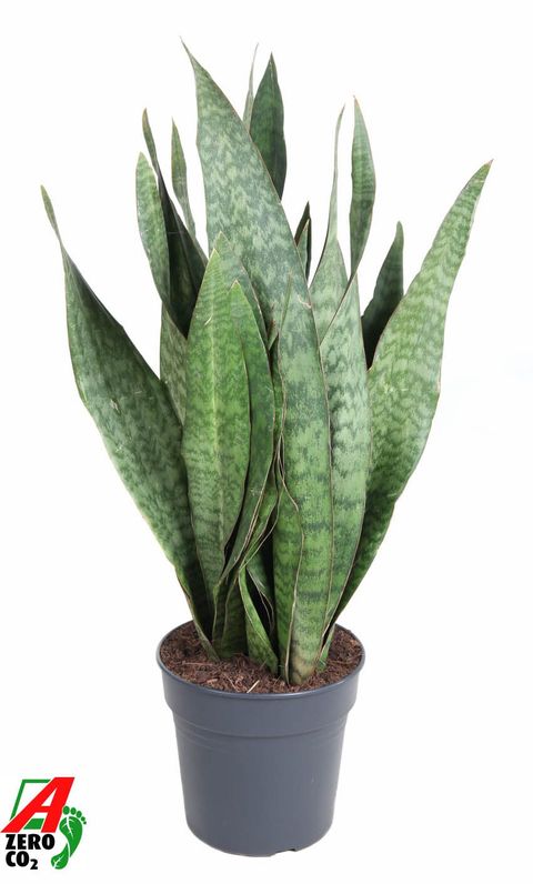 Sansevieria 'Sauvage'