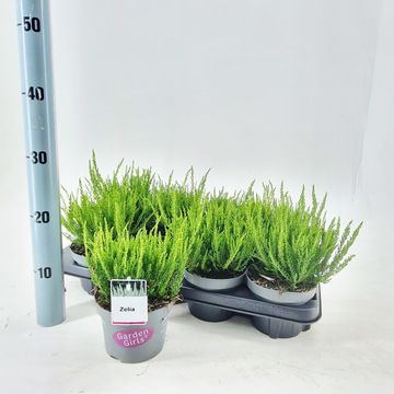 Calluna vulgaris GARDEN GIRLS ZELIA