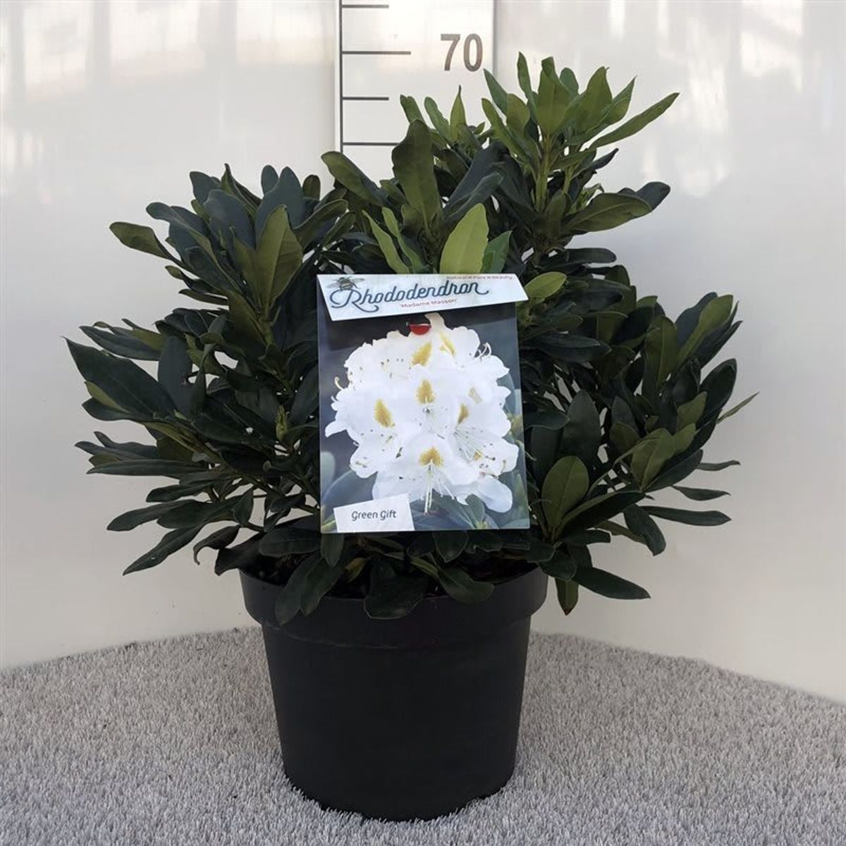 Rhododendron 'Madame Masson'  Pflanzengrohandel FlorAccess