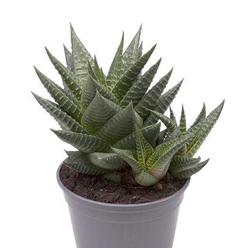 Haworthia limifolia