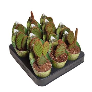 Opuntia microdasys rufida 'Indigo'