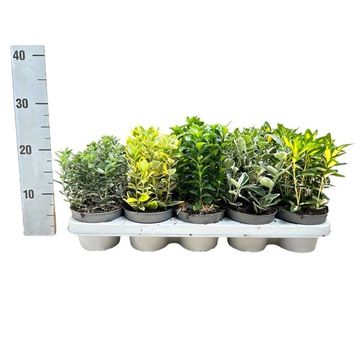 Euonymus japonicus MIX