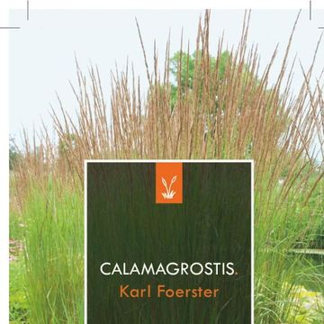 Calamagrostis x acutiflora 'Karl Foerster'