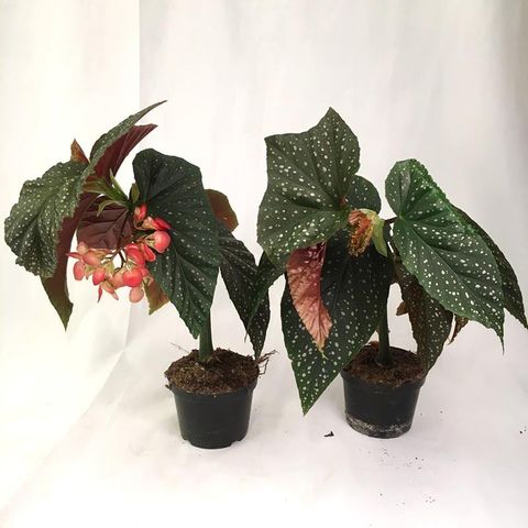 Begonia corallina