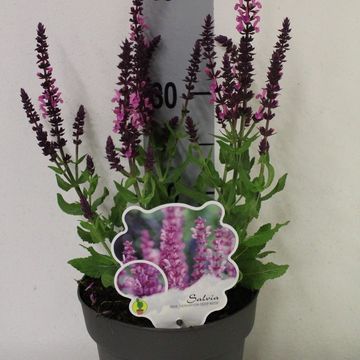 Salvia nemorosa SENSATION DEEP ROSE