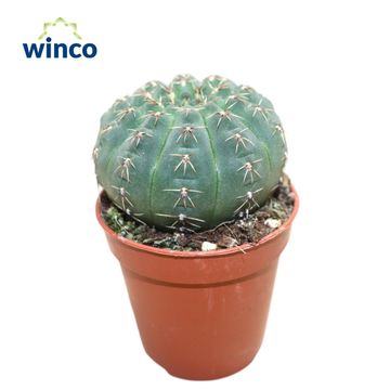 Gymnocalycium quehlianum