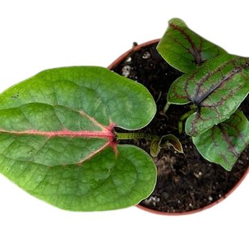 Cyrtosperma johnstonii