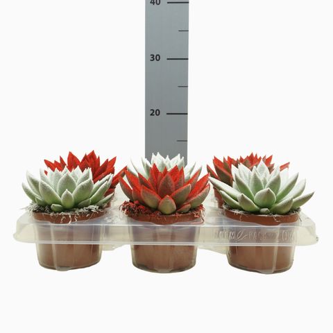 Echeveria agavoides