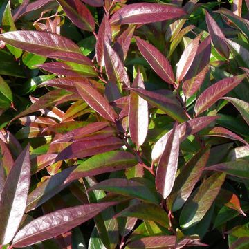 Leucothoe keiskei 'Royal Ruby'
