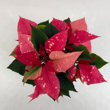 Euphorbia pulcherrima FANTASY STAR PINK