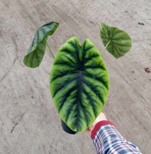 Alocasia clypeolata 'Green Shield'