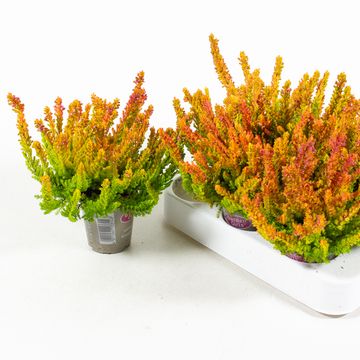 Calluna vulgaris GARDEN GIRLS ZOE