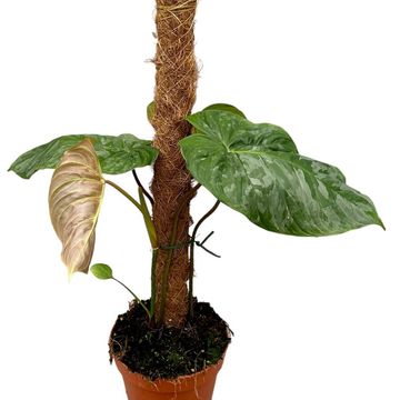 Philodendron 'Majestic'