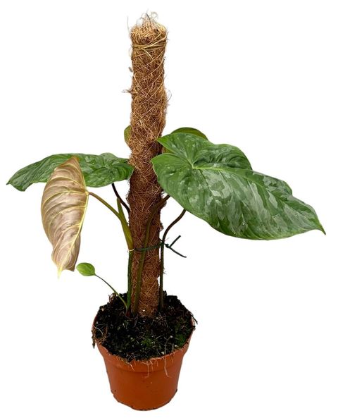 Philodendron 'Majestic'