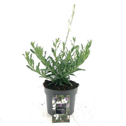 Gaura lindheimeri 'Snowbird'