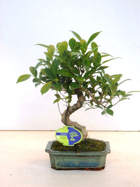 Ficus microcarpa