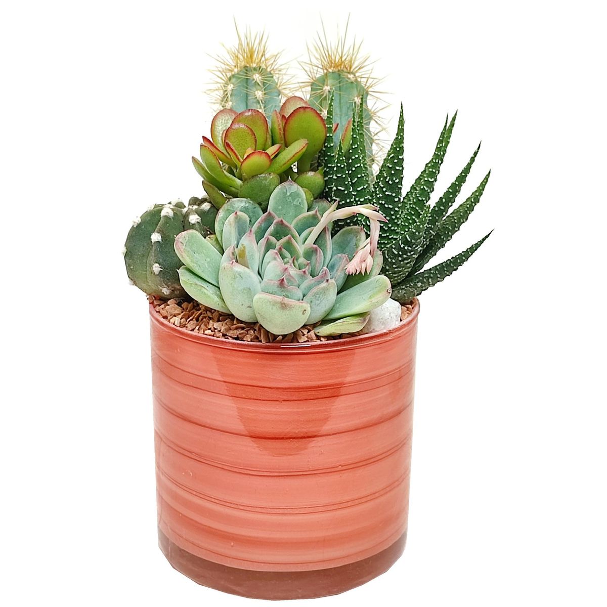 Arrangements 'Cactus' — Plant Wholesale FlorAccess