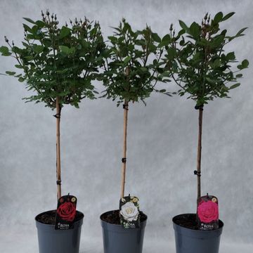 Rosa MIX Rosa MIX
