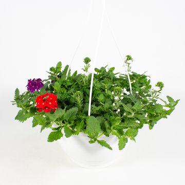 Verbena MIX IN POT