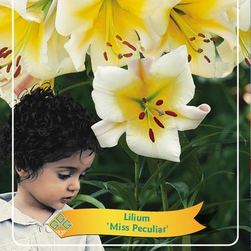 Lilium 'Miss Peculiar'