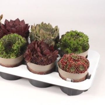 Sempervivum MIX