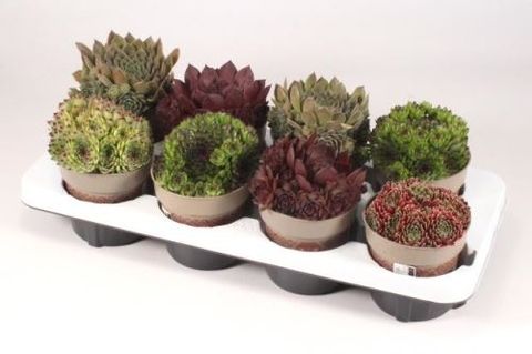 Sempervivum MIX