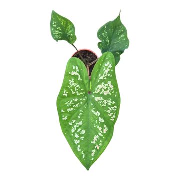 Caladium bicolor