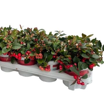Gaultheria procumbens BIG BERRY