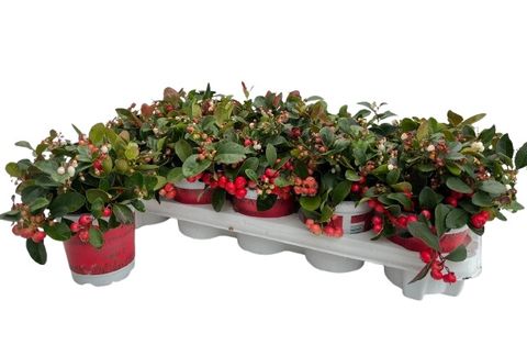 Gaultheria procumbens BIG BERRY