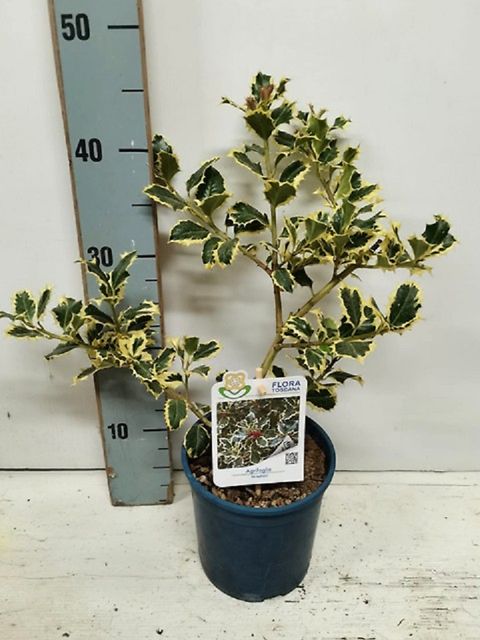 Ilex aquifolium VARIEGATUM