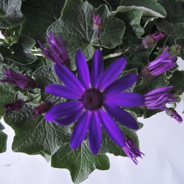 Pericallis SENETTI DEEP BLUE