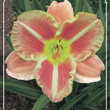 Hemerocallis 'Veins of Truth'