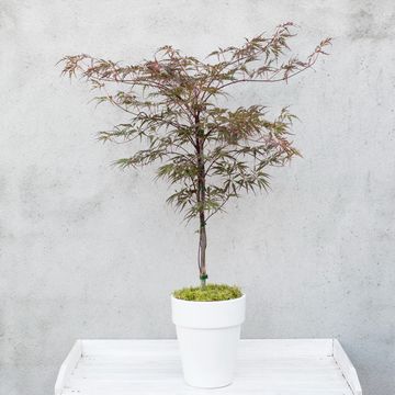 Acer palmatum 'Garnet'