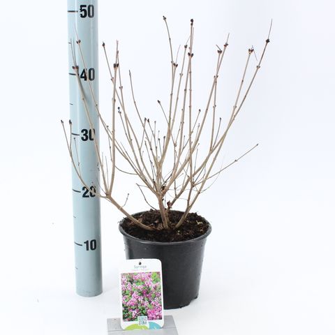 Syringa meyeri 'Palibin'