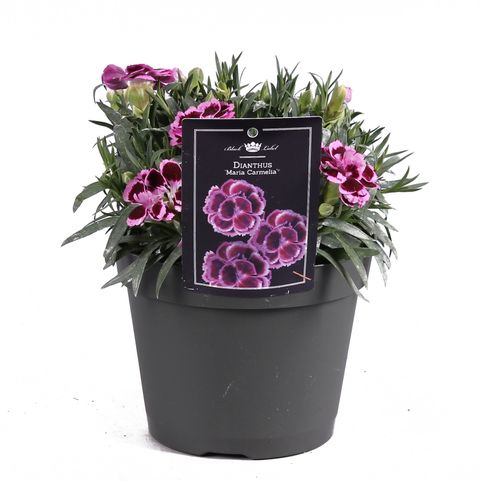 Dianthus 'Maria Carmelia'