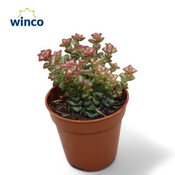 Crassula 'Tom Thumb'