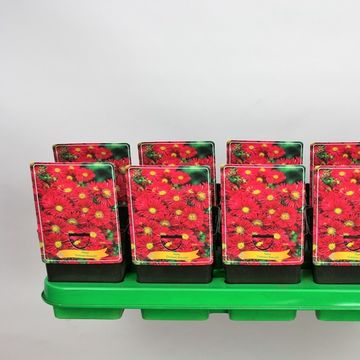 Aster 'Crimson Brocade'