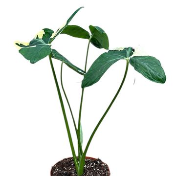 Xanthosoma sagittifolium 'Variegatum Monstrosum'