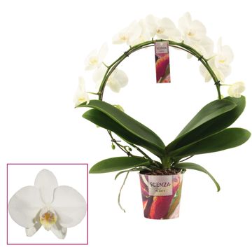 Phalaenopsis 'Tropic Snowball'