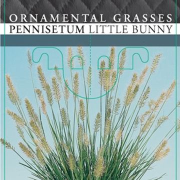 Pennisetum alopecuroides 'Little Bunny'