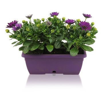 Osteospermum MARGARITA PURPLE