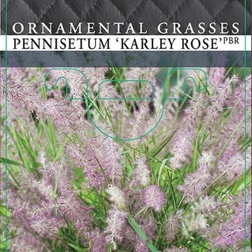 Pennisetum orientale 'Karley Rose'