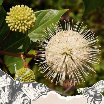 Cephalanthus 'Magical Moonlight'